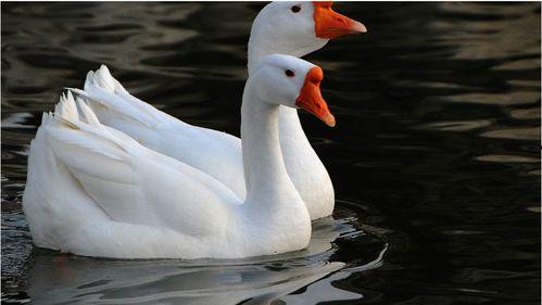 国产大鹅视频大全,视频大全中的鹅界明星