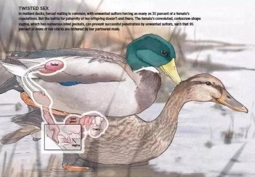 国产虐鸭性爱视频