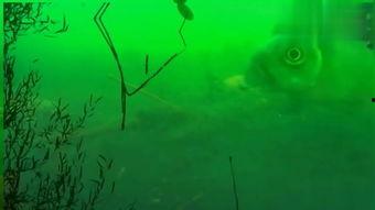 国产泳饵视频,创新科技与动感视觉的完美融合