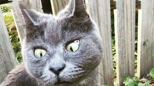 国产猫粮真实事件视频